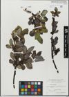 Foto von Salix glabra Scop.